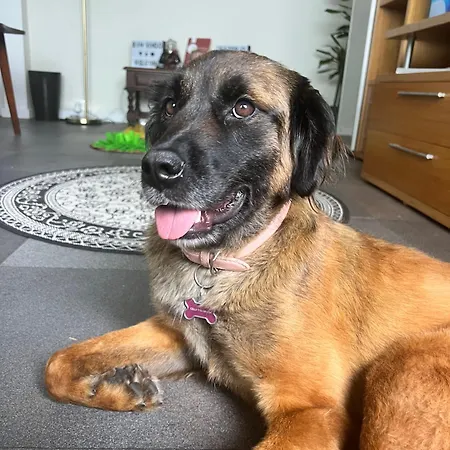 Vagabond Mermaid * Ponta Delgada